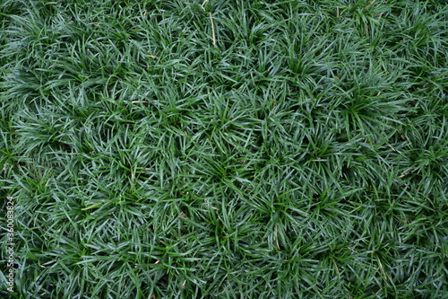 芝パターン