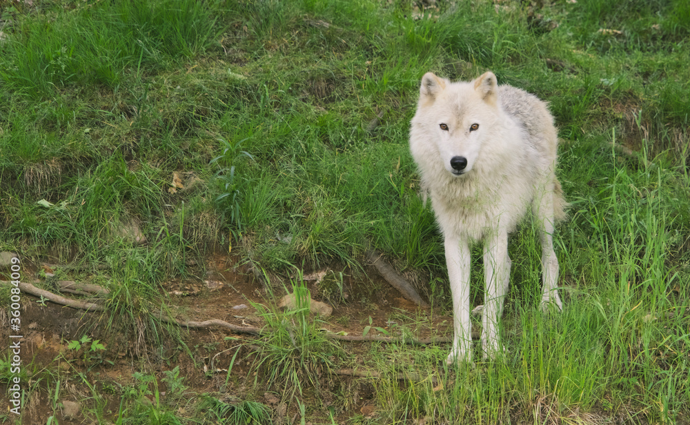 Arctic Wolf in summer Arctic Wolf in summer