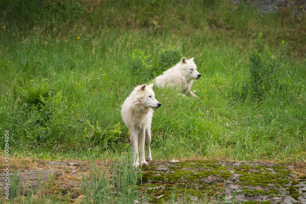 Obraz premium Arctic Wolf in summer