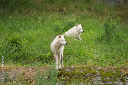 Arctic Wolf in summer