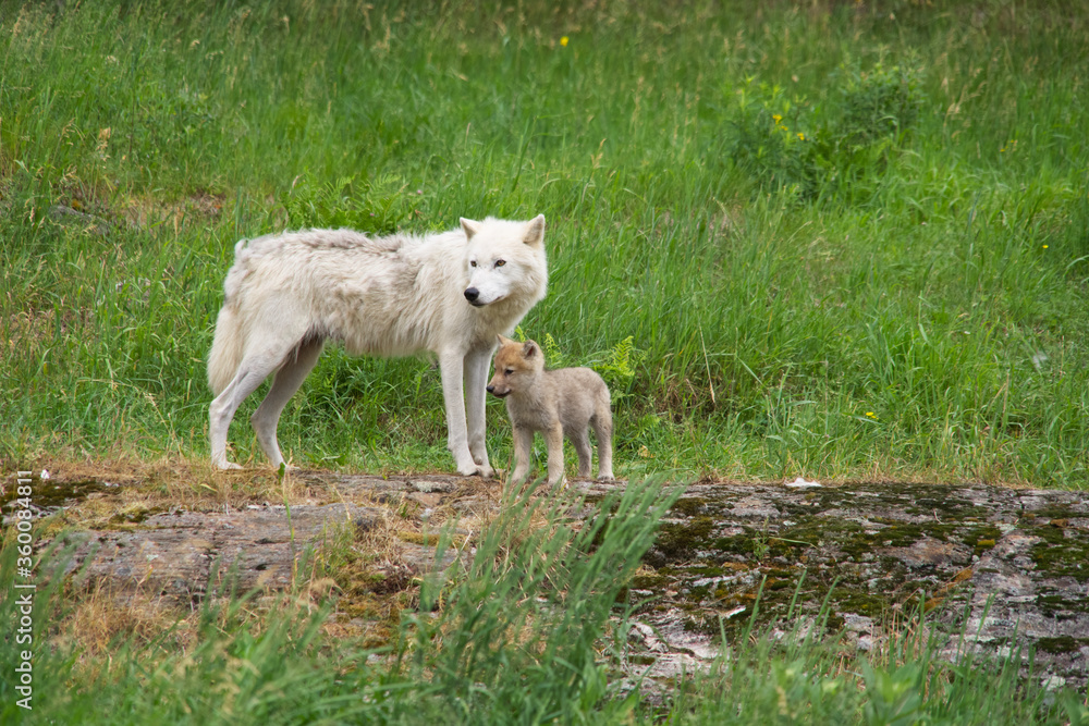 An Arctic wolf with wolf cub An Arctic wolf with wolf cub