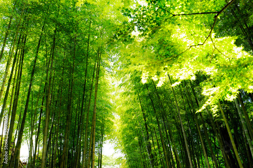 竹林の小径、グリーンイメージ、修善寺温泉周辺 © show-m