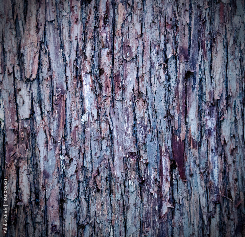 Fototapeta premium Closeup of old weather beaten tree bark texture background pattern