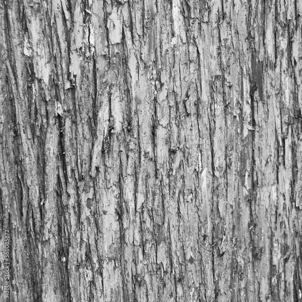 Closeup of old weather beaten tree bark texture background pattern grey, monochrome, black and white, black, white