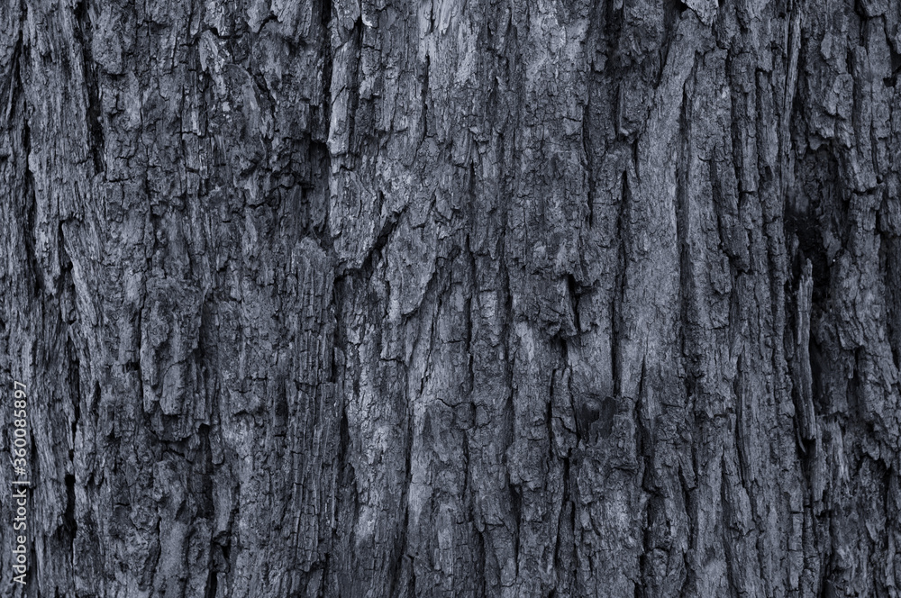 Closeup of old weather beaten tree bark texture background pattern Closeup of old weather beaten tree bark texture background pattern