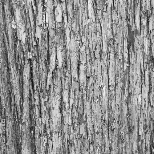 Closeup of old weather beaten tree bark texture background pattern grey, monochrome, black and white, black, white