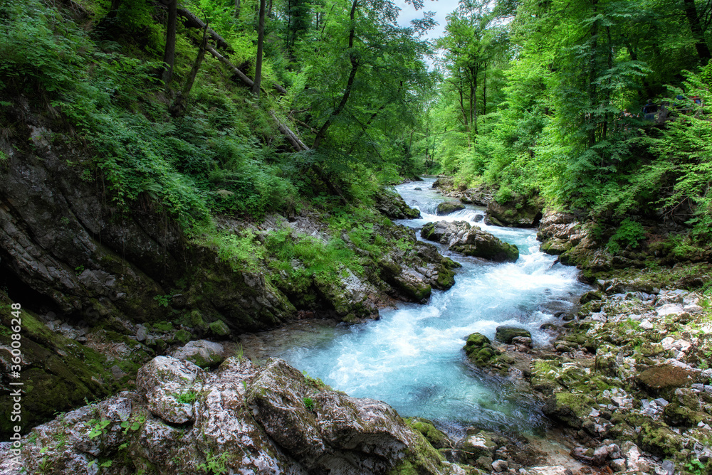 Fototapeta premium Piękna przyroda doliny Vintgar, Słowenia