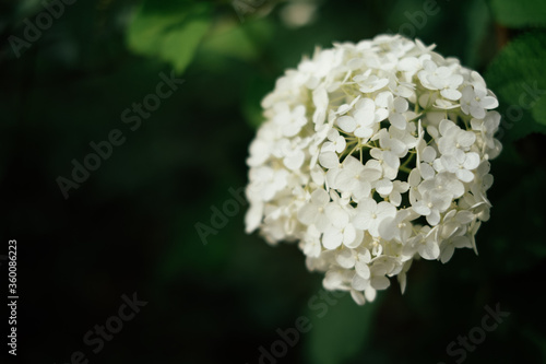 白い紫陽花 -あじさい-