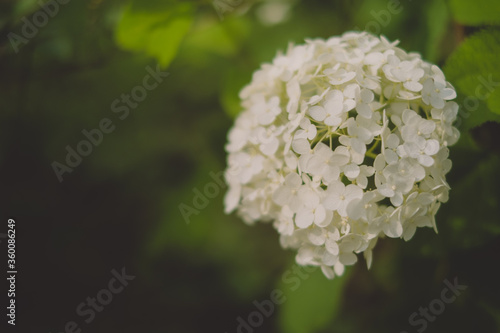 白い紫陽花 -あじさい-