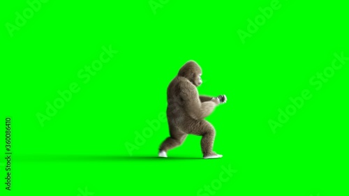 Funny brown gorilla fighting. Super realistic fur and hair. Green screen 4K animation.