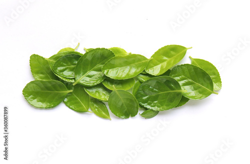 fresh green leaves isolated on white background
