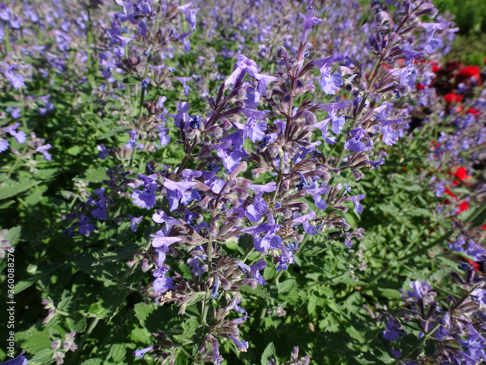 Fototapeta premium summer purple flowering meadow of fragrant medicinal sage