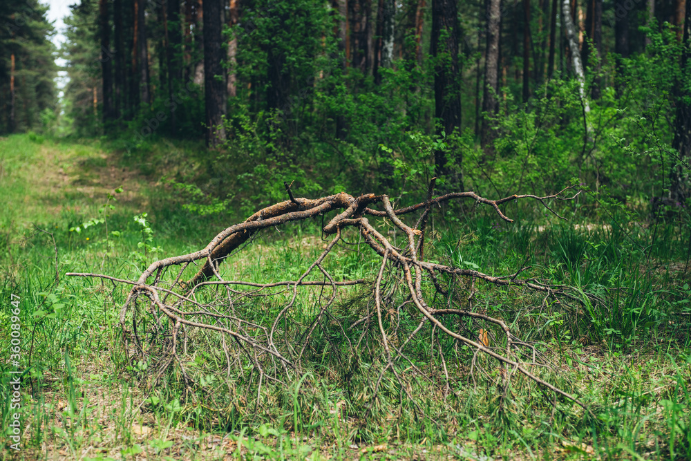 Obraz premium Atmospheric woodland scenery with snag surrounded by lush vegetation. Summer green forest landscape with fallen small tree among vivid greenery. Beautiful scenic place in dense forest with rich flora.