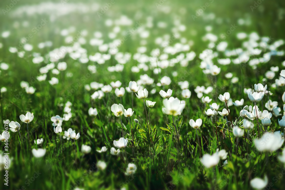 morning, fresh and summer meadow with lots of white flowers anemones