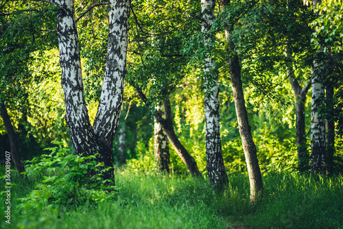 Scenic landscape with double tree in summer forest in sunlight. Green scenery with beautiful double birch in park in golden light. Wonderful nature view to birch grove in sunny morning. Fresh greenery