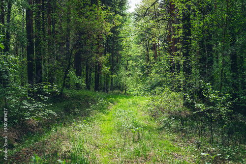 Thickets in dense forest. Scenic view with contrasts of deep forest. Beautiful woody landscape surrounded by many trees and lush vegetation. Forest scenery with rich flora. Atmospheric woodland.