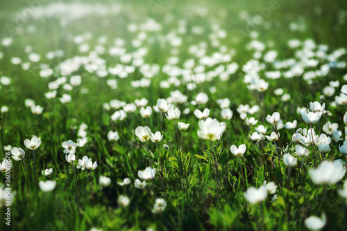 morning  fresh and summer meadow with lots of white flowers anemones