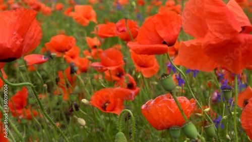 A large number of wild red poppies in the summer season under the yarim sun and blue sky bloomed in the field photo