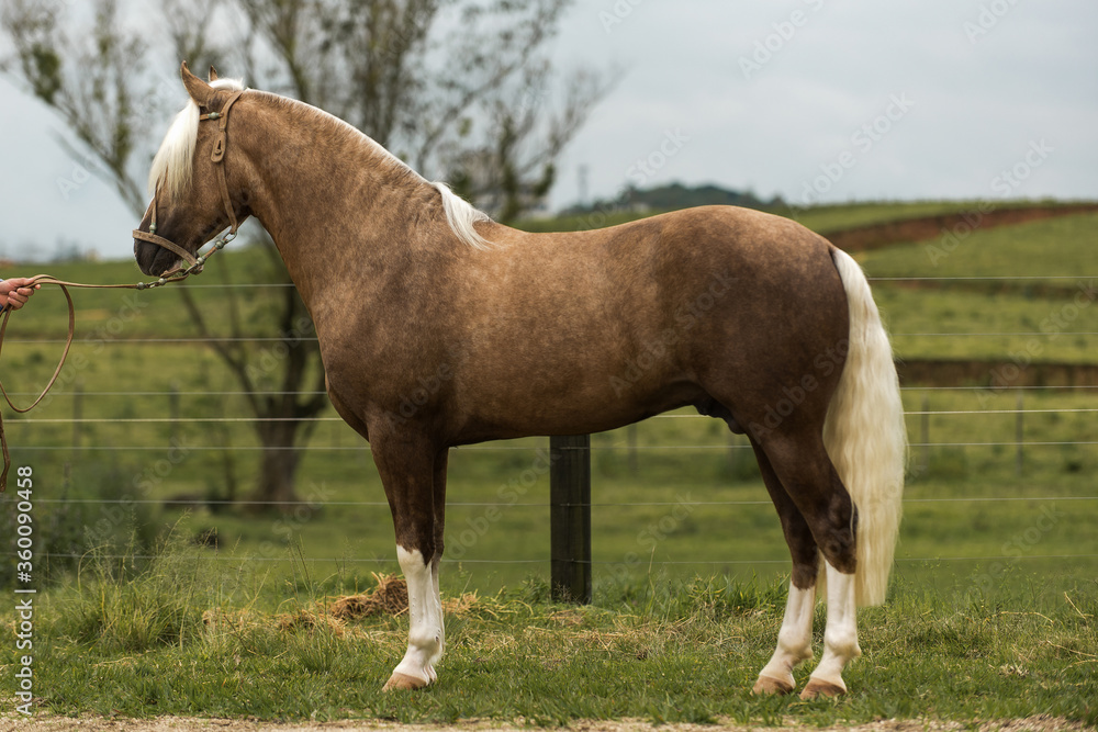 Rio Grande do Sul saddle gaucho crioulo horse fleece brown brownish lasso  rs rio grande do sul travel brazil animal mammal Stock Photo - Alamy