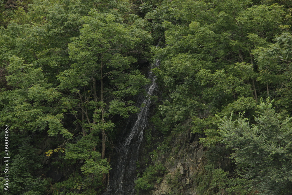 Forest waterfall