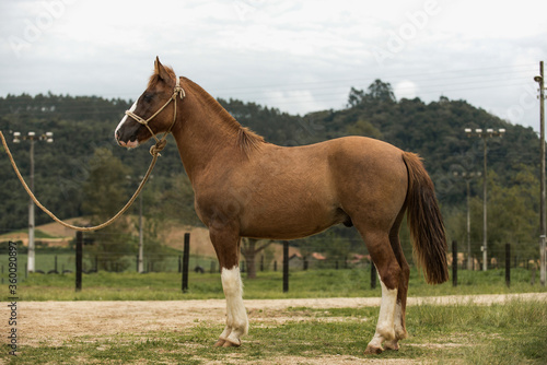 Canvas Print Brazilian Creole horse Crioulo, typical man horse from southern Brazil