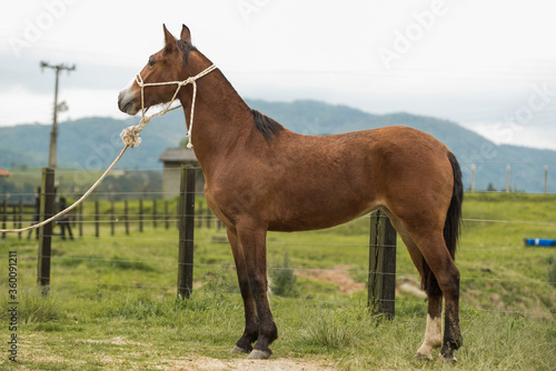 Brazilian Creole horse "Crioulo", typical man horse from southern Brazil