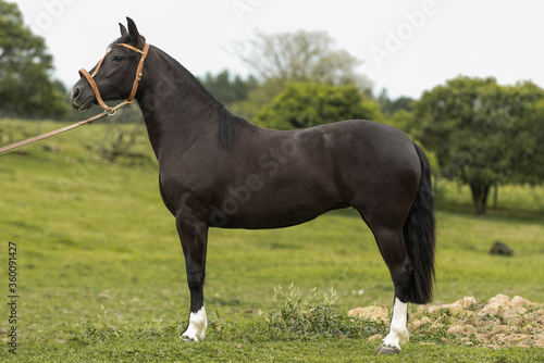 Brazilian Creole horse "Crioulo", typical man horse from southern Brazil