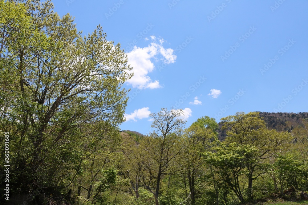 夏の日差しが当たる長野県信州の志賀高原