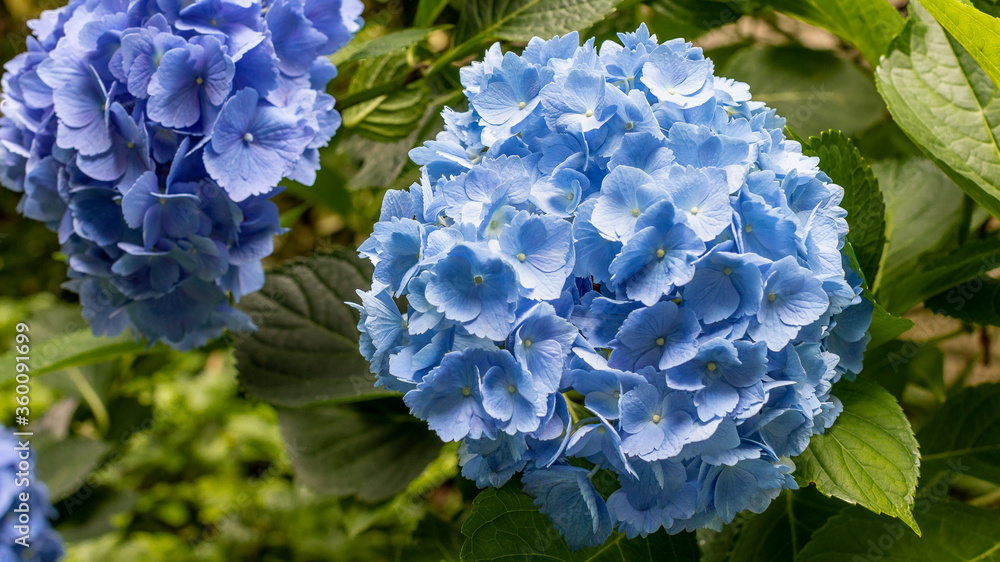 blue hydrangea flowers