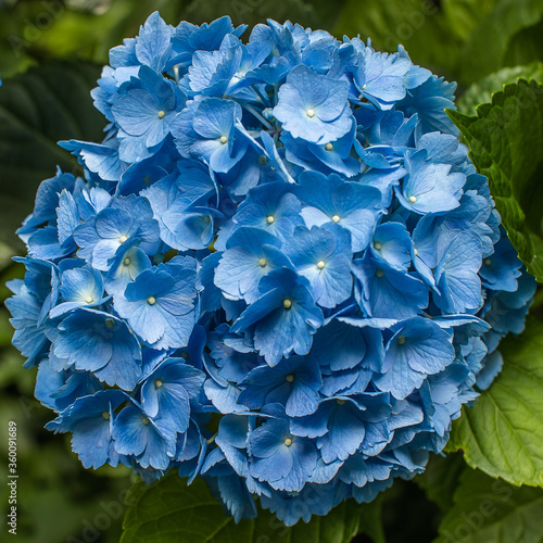 Obraz na płótnie blue hydrangea flower w salonie