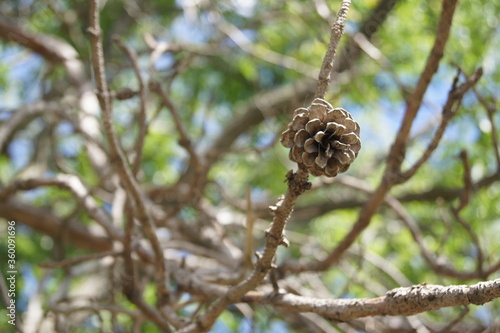 Pine cone