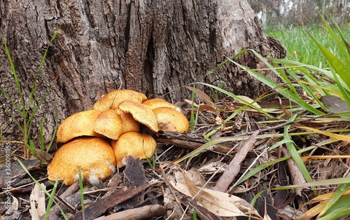 Fungi beneath a tree
