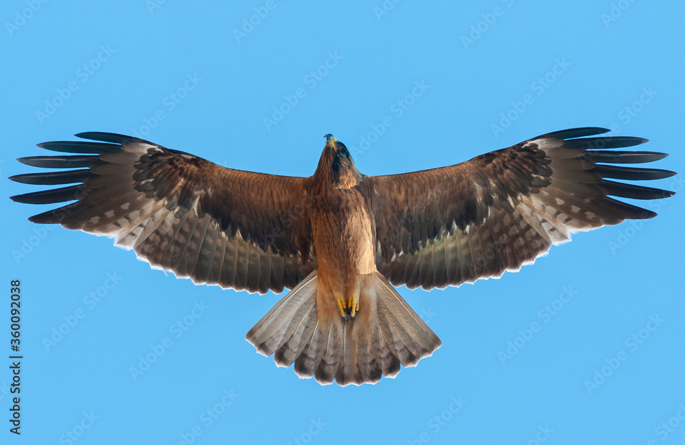 booted-eagle-flying-on-blue-sky-the-smallest-eagle-that-flies-fast-and
