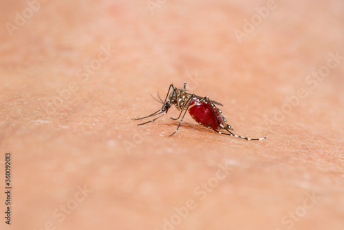 Mosquitoes are sucking blood on the skin ,Mosquitoe is carriers of dengue fever.