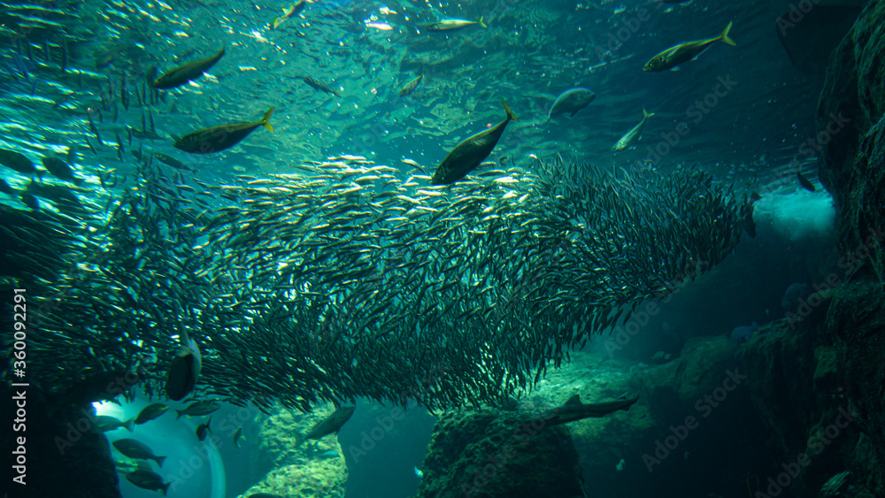 Fototapeta premium Sardine baitball