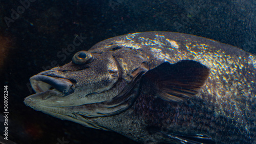Swimming fish (black sea bream)