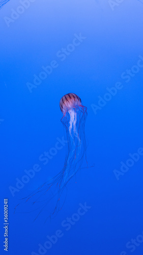 Red jellyfish swimming elegantly in the aquarium