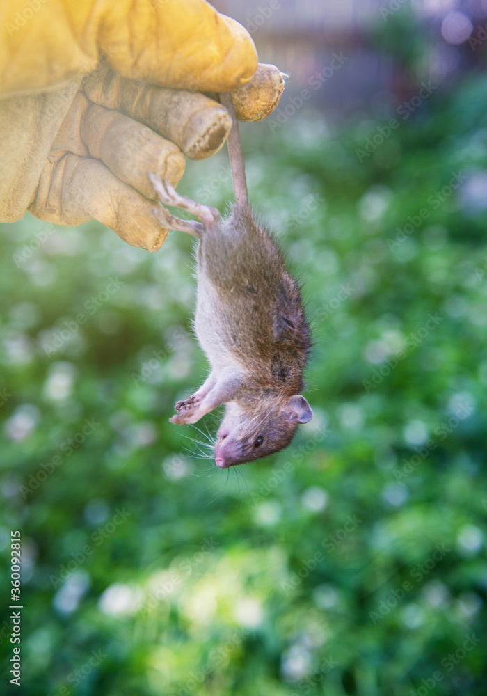 Gloved Hand Holding Young Dead Rat in Garden