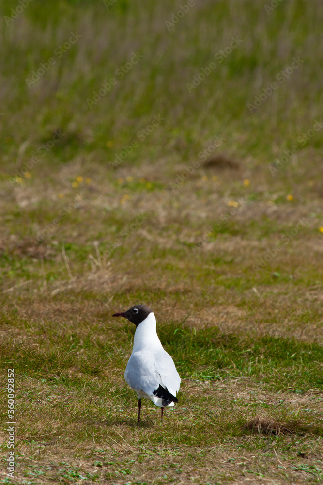 Close up portrait image of a black headed gull, standing on a grass land. 