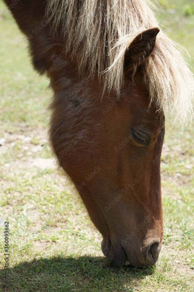 Fototapeta premium Flowers, Animals, Landscapes, Nature, Unique, Grayson Highlands State Park, Ponies, Pony, Wild