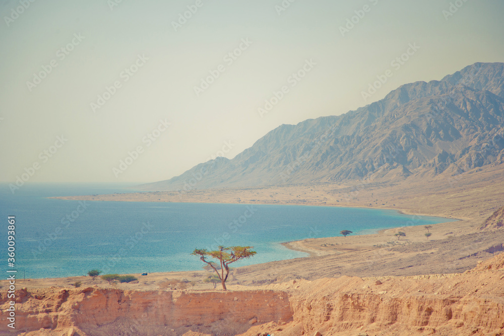 Lonely tree on the shore of the red sea near the Sinai mountains