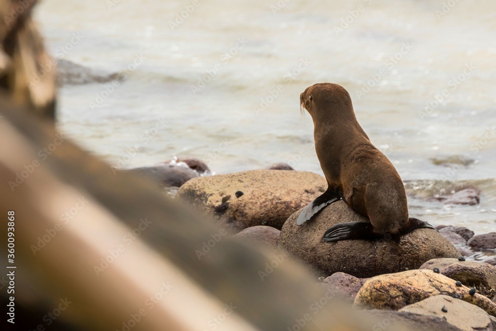 Naklejka premium Seal