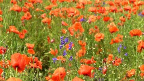 A large number of wild red poppies in the summer season under the yarim sun and blue sky bloomed in the field photo