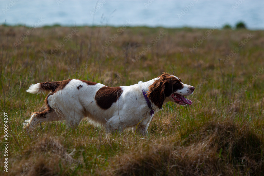 A Spaniel dog is running in a grass field  on a sunny afternoon. The dog is energetic and active and wind is in its vibrant hair. 