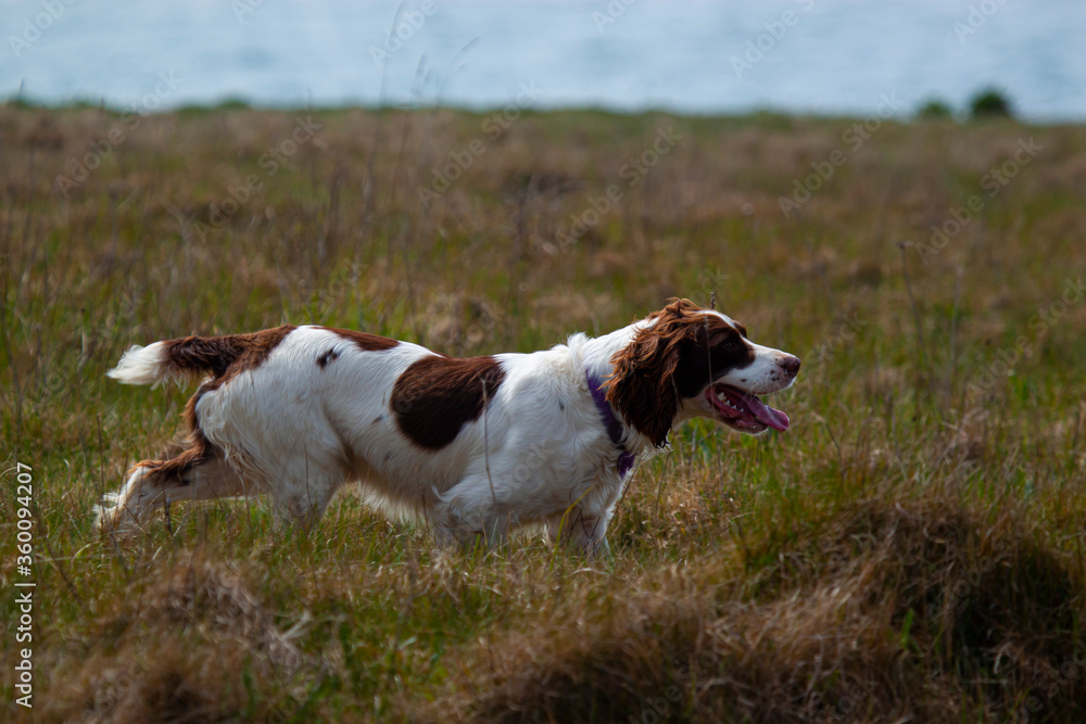 A Spaniel dog is running in a grass field on a sunny afternoon. The dog is energetic and active and wind is in its vibrant hair. A Spaniel dog is running in a grass field on a sunny afternoon. The dog is energetic and active and wind is in its vibrant hair.