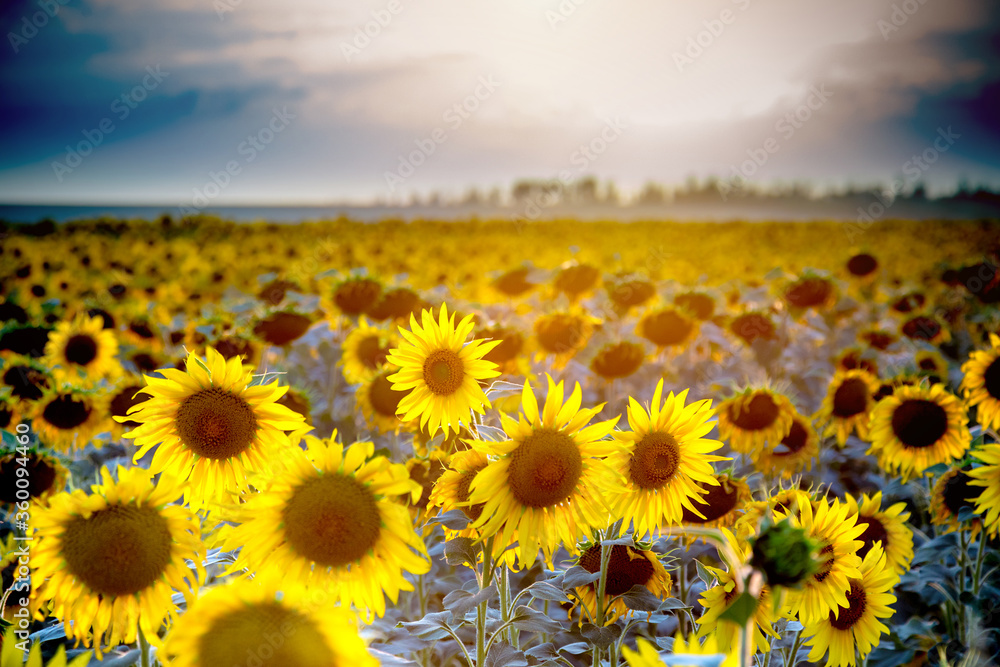 Obraz premium sunflower field with blue sky