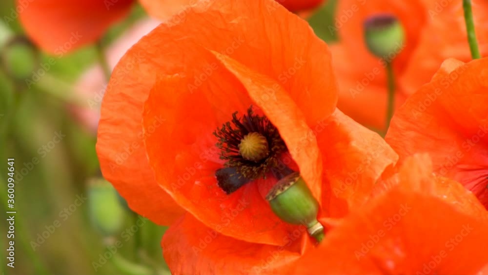 A large number of wild red poppies in the summer season under the yarim sun and blue sky bloomed in the field A large number of wild red poppies in the summer season under the yarim sun and blue sky bloomed in the field