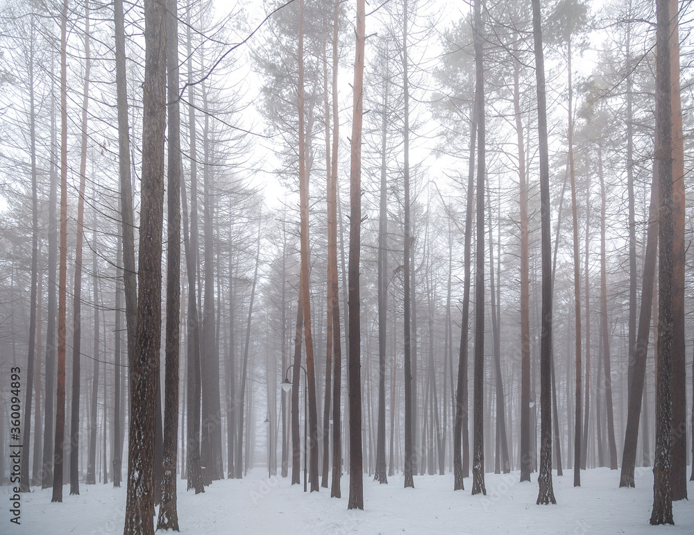 Leafless tree branches on a background of fog Leafless tree branches on a background of fog