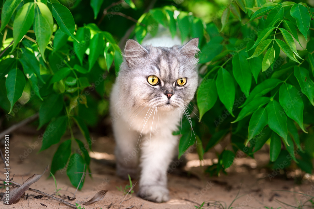 Beautiful grey persian chinchilla kitten with green eyes walking outside.