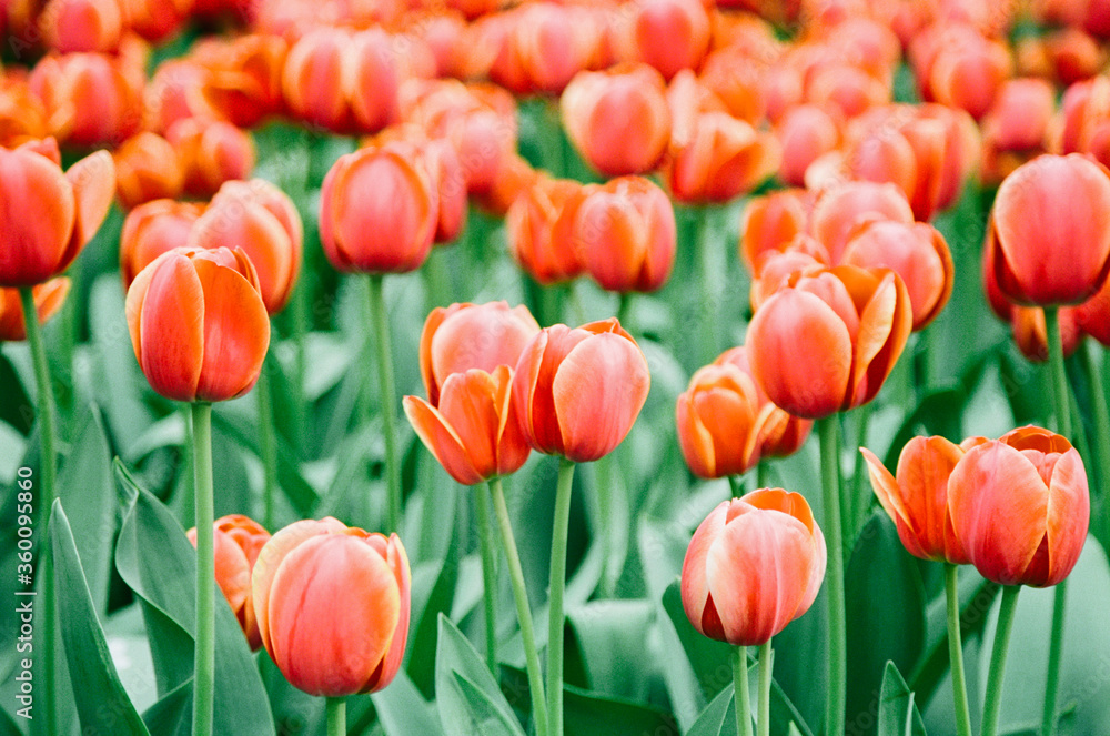 A close up of red tulips against green background A close up of red tulips against green background